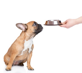 Poster - french bulldog puppy looks up at bowl with water. isolated on white background