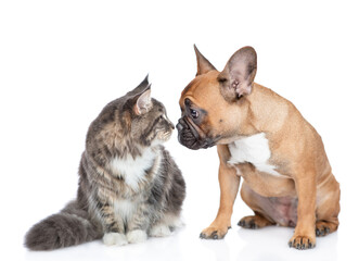 Wall Mural - Young French Bulldog puppy and adult Maine Coon cat look at each other. isolated on white background