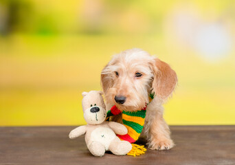 Canvas Print - Dachshund puppy wearing warm scarf sits with toy bear at autumn park