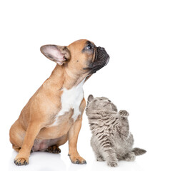 Poster - Young French Bulldog puppy and playful kitten sit together in profile and look away and up on empty space. isolated on white background