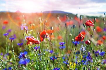 Wall Mural - beautiful spring natural landscape of field with flowers