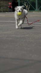 Sticker - Slow motion vertical shot of a Border Collie dog with a ball in its mouth running on playground