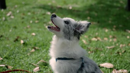 Canvas Print - Portrait of an adorable Border Collie dog on grass field looking up on a sunny day