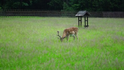 Sticker - Red deer grazing alone in a green grass field