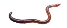 Lumbricus Terrestris On A Transparent Isolated Background. Png