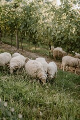 Poster - Vertical shot of a herd of sheep on green pasture