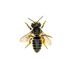 Wall Mural - Flat tailed Leaf cutter Bee - Megachile mendica - also called leafcutter, mason, orchard or cuckoo bee.  Isolated on white background top dorsal view