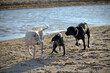 two black and white labrador retriever dogs playing on the beach