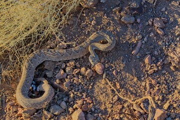 Wall Mural - Beautiful closeup of a western diamondback rattlesnake on a ground