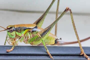 Sticker - Macro shot of a green grasshopper on a blurred background