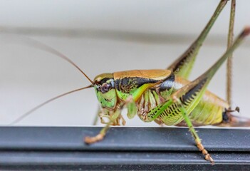 Sticker - Macro shot of a green grasshopper on a blurred background