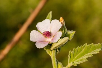 Poster - Close-up shot of a pink Marsh mallow flower on a soft blurry background