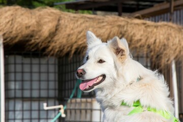 Wall Mural - White swiss Shepard near a straw shelter at the beach