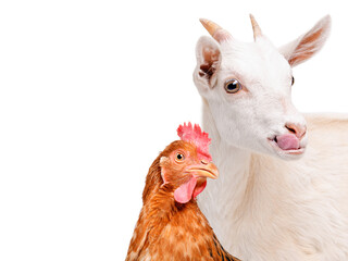 Wall Mural - Portrait of white goat showing tongue and red hen isolated on white background