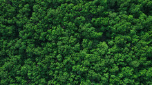 Green Forest In Summer With A View From Above.Spring Birch Groves With Beautiful Texture.