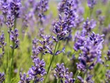 Fototapeta Lawenda - Closeup of a beautiful lavender garden, a floral wallpaper