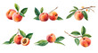 Set of watercolour peaches. Generative Ai
