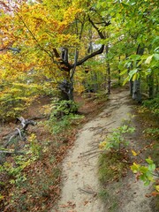 Poster - Beautiful mountain trek with a fall colored forest