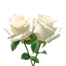 White Rose Isolated On White Created With Generative AI