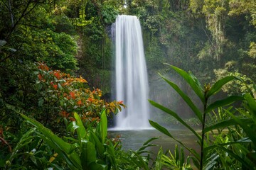 Poster - Beautiful view of Millaa Millaa Falls cascading down, Atherton Tablelands of North Queensland