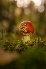 Poster - Closeup shot of the red mushroom in the wild with a blurred background