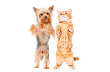 Playful Dog Yorkshire Terrier And Kitten Scottish Straight Standing Together On Hind Legs Isolated On White Background