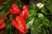 Horizontal Closeup Shot Of Beautiful Red And White Anthurium Lily Flowers Surrounded By Green Leaves