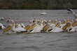 Great White Pelicans, Djoudj National Bird Sanctuary, Senegal, Africa