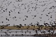 White-faced Whistling Ducks, Djoudj National Bird Sanctuary, Senegal, Africa