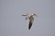 Caspian Tern in flight, Langue de Barbarie, Senegal, Africa