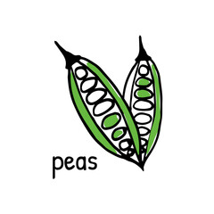 doodle green peas with its name, vector hand drawing illustration isolated on white background. Element for print, cards for knowledge English