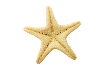 Wall Mural - starfish backside isolated on transparency png file with copy space