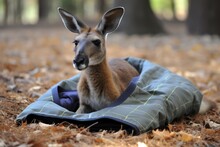 Kangaroo Resting On The Ground, Pouch Open, Warm And Safe, Created With Generative Ai