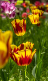 Fototapeta Tulipany - Yellow-red Tulips in a meadow close-up. Blurred foreground.