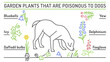 Garden plants poisonous to dogs. Editable vector poster