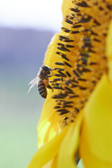 a honey bee flying around sunflower collecting nectar