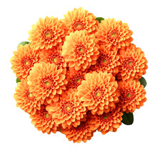 Orange Chrysanthemum Flower Isolated On Transparent Background