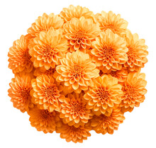 Orange Chrysanthemum Flower Isolated On Transparent Background