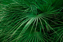 Background Of Bristly Palm Leaves With Beautiful Lines And Texture.