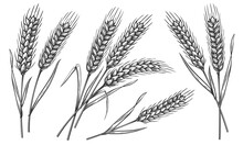 Set Of Wheat Ears Isolated. Hand Drawings Sketch Illustration. Bakery Farm Food Concept