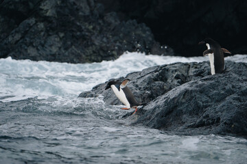 Wall Mural - Two adelie penguins dive into the water in Antarctica while their friends excitedly cheer them on