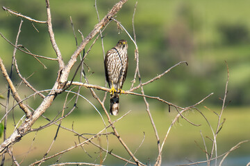 Cooper's Hawk