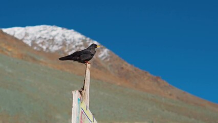 Wall Mural - Closeup shot of Alpine chough with yellow beak in front of the snow covered mountains at Spiti Valley in Himachal Pradesh, India. Blackbird sitting on a pole in front of the mountain peaks