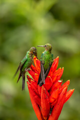 Wall Mural - Green Hermit, Phaethornis guy, rare hummingbird from Costa Rica, green bird flying next to beautiful red flower with rain, action feeding scene in green tropical forest, animal in the nature habitat.