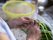 Middle-aged woman cutting beans.