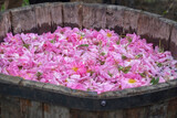 Rosa Damascena. Damask rose. Oil-bearing rose. Bulgarian rose oil.
