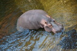 Fototapeta  - Hipopotam 
