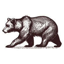 Walking Bear Vintage Vector Sketch