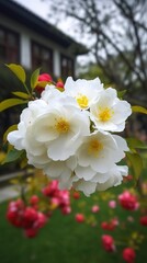 Sticker - Chinese Suzhou garden, yellow red white begonia flower, petals high definition, detail, full of flowers, beautiful, background clearly visible white fence and windows, generate ai