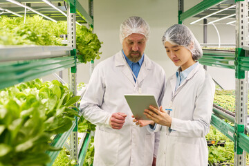 Poster - Male and female agronomists in protective workwear looking through online information about new sorts of lettuce on tablet screen